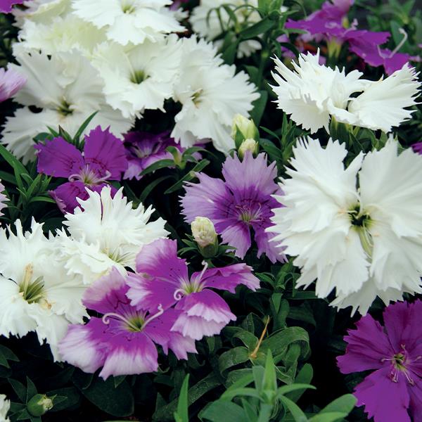 Dianthus Seeds Dianthus Diana Lavandina Mix 1,000 Pelleted Seeds