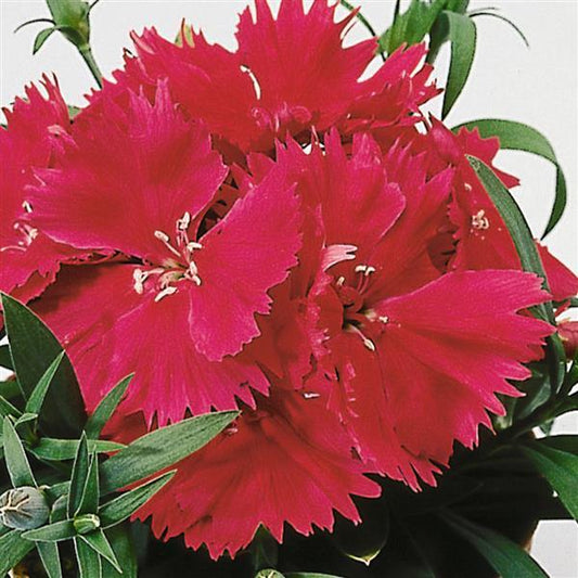 Dianthus Seeds Dianthus Diana Rose Shades 1,000 Pelleted Seeds