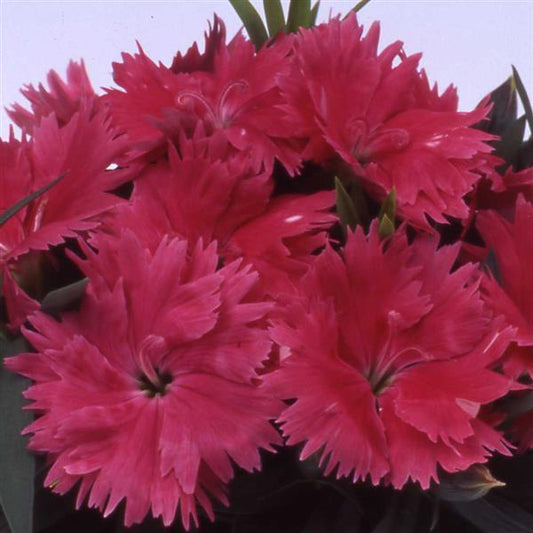 Dianthus Seeds Dianthus Diana Salmon 1,000 Pelleted Seeds