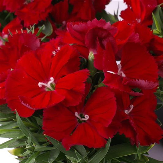 Dianthus Seeds Dianthus Diana Scarlet 1,000 Pelleted Seeds