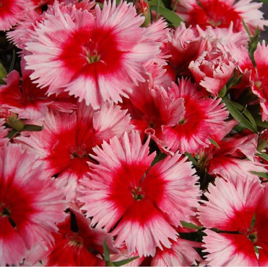 Dianthus Seeds Dianthus Diana Scarlet Picotee 1,000 Pelleted Seeds