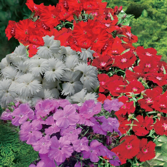 Dianthus Seeds Dianthus Diana Select Mix 1,000 Pelleted Seeds