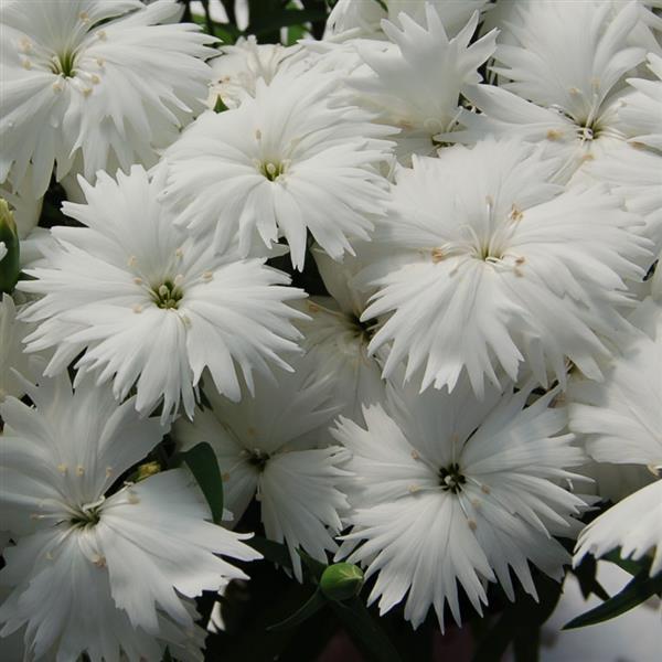 Dianthus Seeds Dianthus Diana White 1,000 Pelleted Seeds