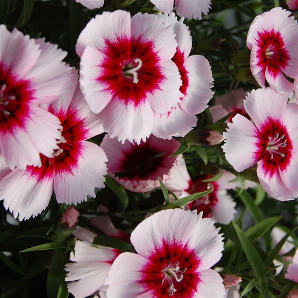 Dianthus Seeds Dianthus Diana White Purple Eye 1,000 Pelleted Seeds