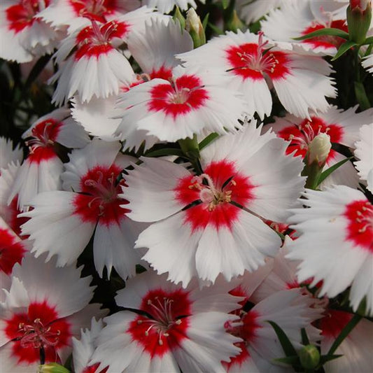 Dianthus Seeds Dianthus Diana White Red Eye 1,000 Pelleted Seeds