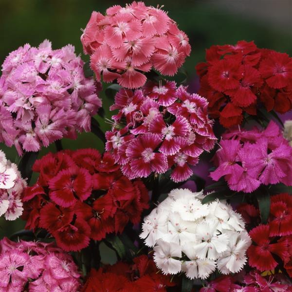 Dianthus Seeds Dianthus Electron Mix Sweet William