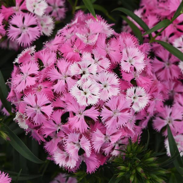 Dianthus Seeds Dianthus Rockin'™ Pink Magic Pelleted Seeds