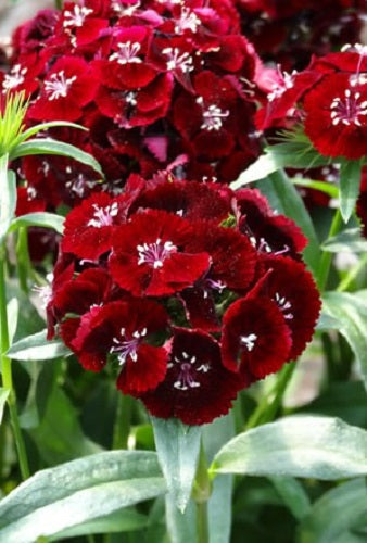 Dianthus Seeds Dianthus Sweet™ Black Cherry 1,000 Pelleted Seeds