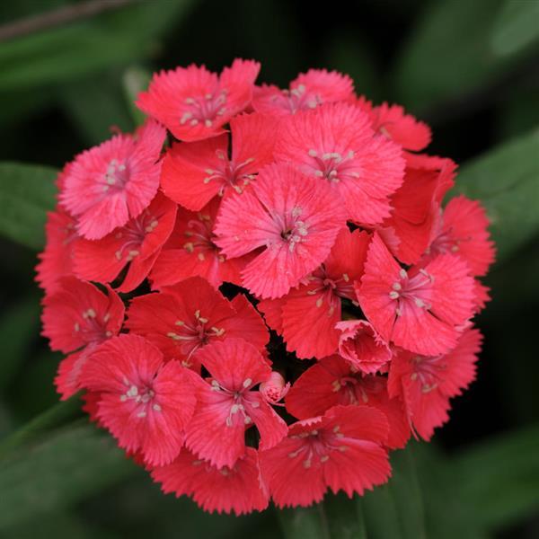 Dianthus Seeds Dianthus Sweet™ Coral 1,000 Pelleted Seeds