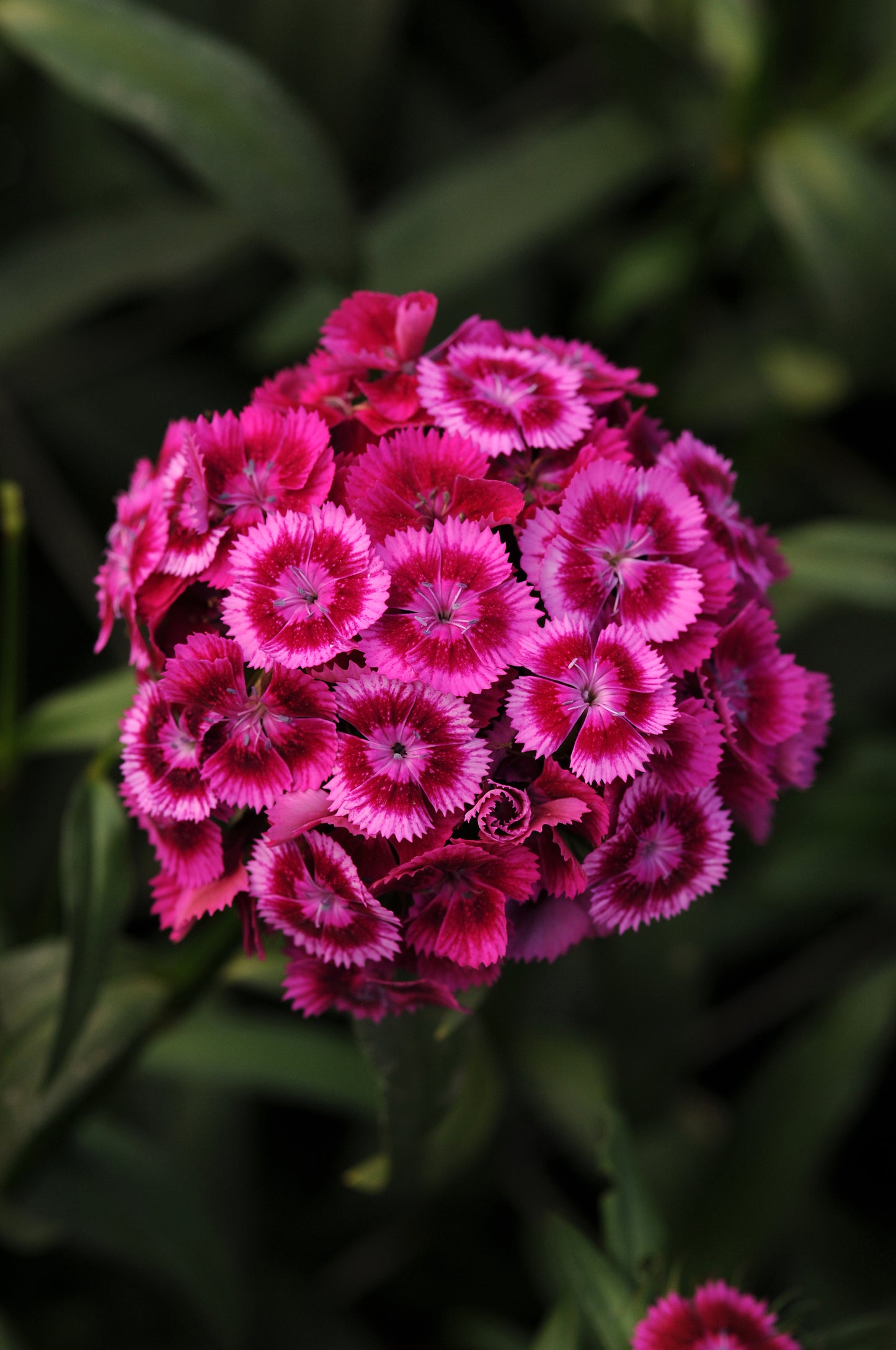 Dianthus Seeds Dianthus Sweet™ Magenta Bicolor 1,000 Pelleted Seeds