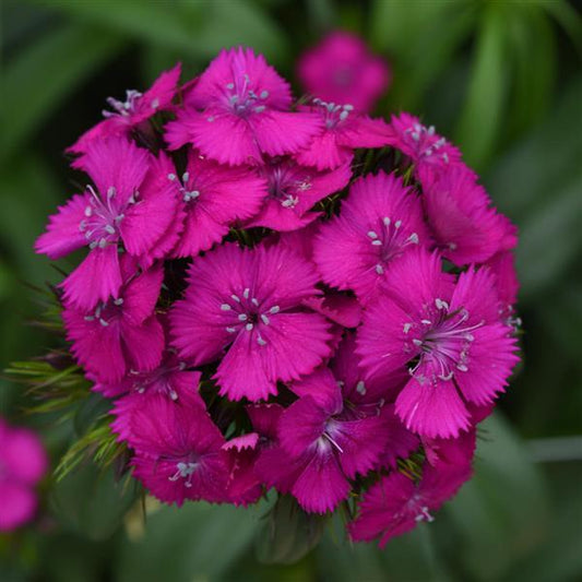 Dianthus Seeds Dianthus Sweet™ Neon Purple 1,000 Pelleted Seeds