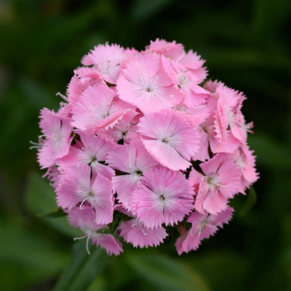 Dianthus Seeds Dianthus Sweet™ Pink 1,000 Pelleted Seeds