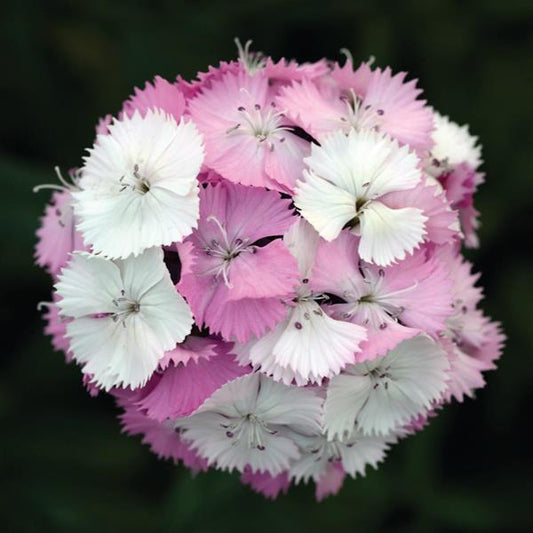 Dianthus Seeds Dianthus Sweet™ Pink Magic 1,000 Pelleted Seeds