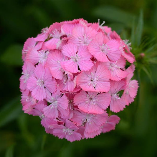 Dianthus Seeds Dianthus Sweet™ Deep Pink Maxine 1,000 Pelleted Seeds