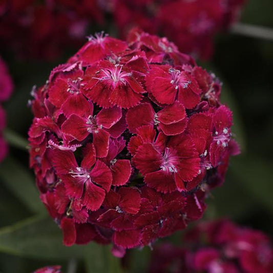 Dianthus Seeds Dianthus Sweet™ Purple 1,000 Pelleted Seeds