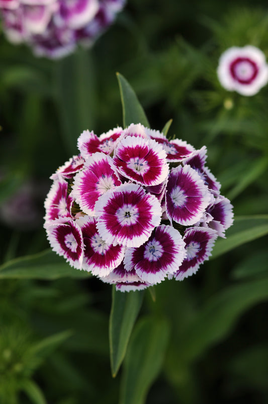 Dianthus Seeds Dianthus Sweet™ Purple White Bicolor 1,000 Pelleted Seeds