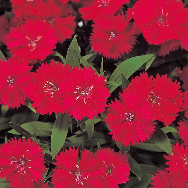 Dianthus Seeds Dianthus Diana Telstar Carmine Rose 1,000 Pelleted Seeds