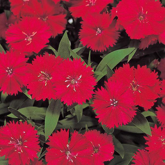 Dianthus Seeds Dianthus Diana Telstar Carmine Rose 1,000 Pelleted Seeds