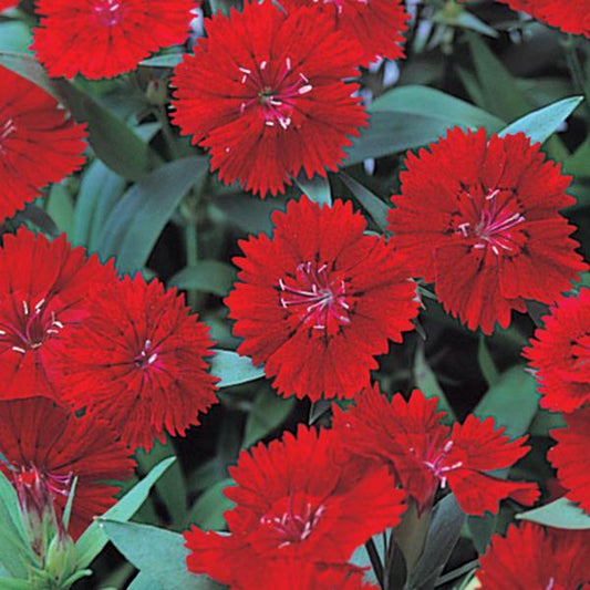 Dianthus Seeds Dianthus Diana Telstar Crimson 1,000 Pelleted Seeds