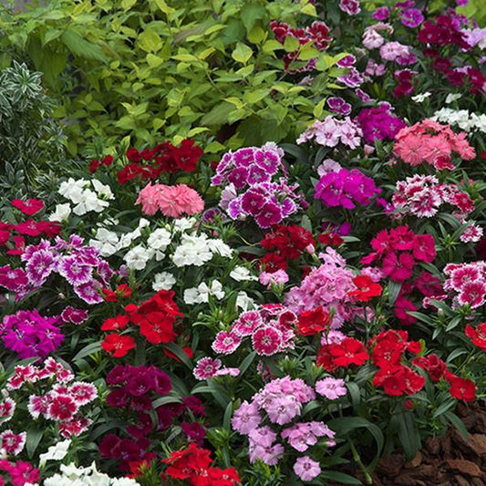 Dianthus Seeds Dianthus Diana Telstar Mix 1,000 Pelleted Seeds