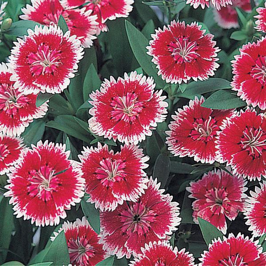 Dianthus Seeds Dianthus Diana Telstar Picotee 1,000 Pelleted Seeds