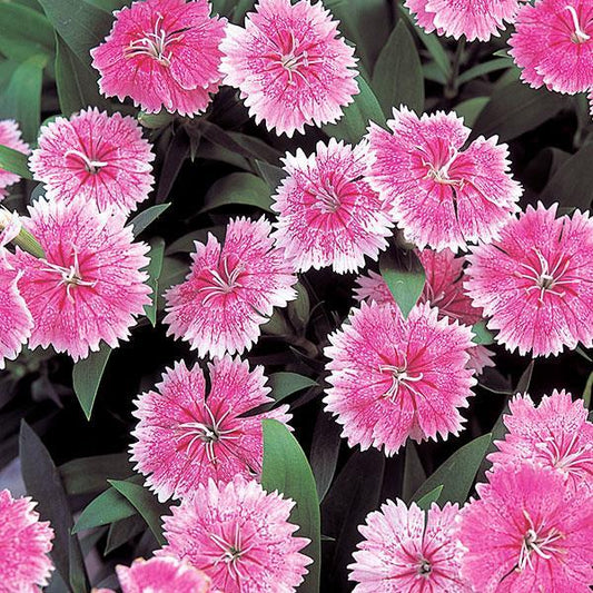 Dianthus Seeds Dianthus Diana Telstar Pink 1,000 Pelleted Seeds