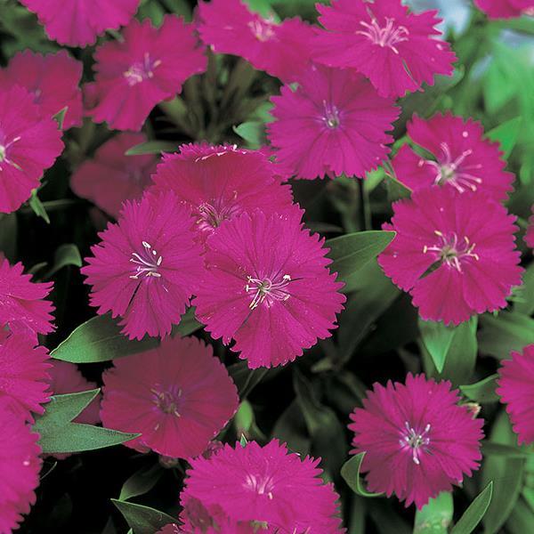 Dianthus Seeds Dianthus Diana Telstar Purple 1,000 Pelleted Seeds