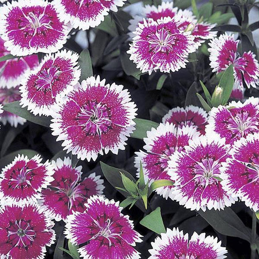 Dianthus Seeds Dianthus Diana Telstar Purple Picotee 1,000 Pelleted Seeds