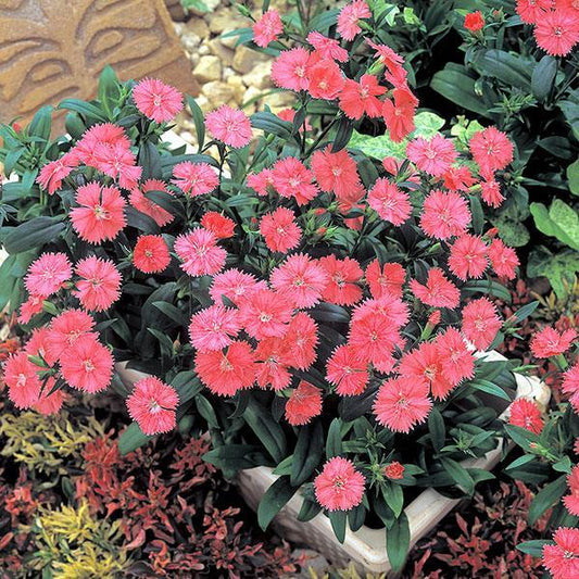 Dianthus Seeds Dianthus Diana Telstar Salmon 1,000 Pelleted Seeds