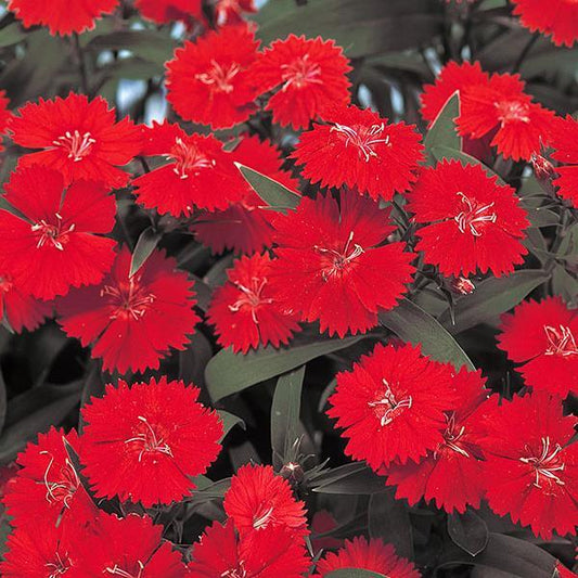 Dianthus Seeds Dianthus Diana Telstar Scarlet 1,000 Pelleted Seeds