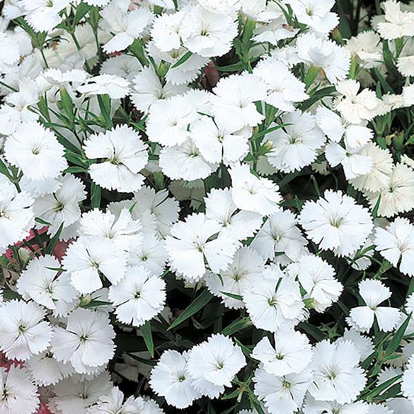 Dianthus Seeds Dianthus Diana Telstar White 1,000 Pelleted Seeds