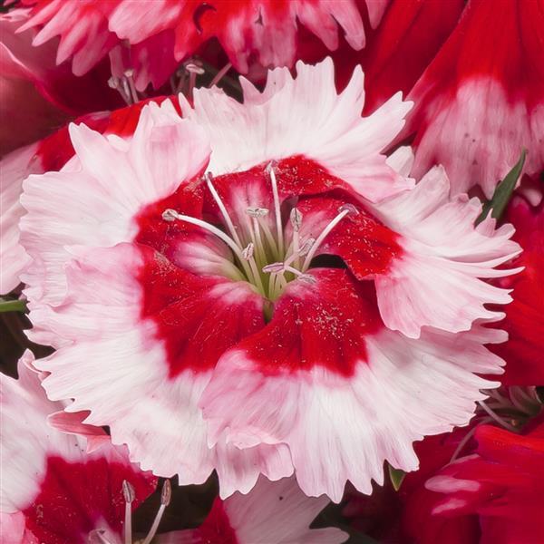 Dianthus Seeds Dianthus Venti Parfait Strawberry Shades 1,000 Pelleted Seeds