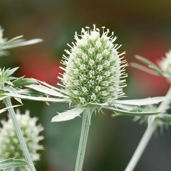 Eryngium Seeds Eryngium Glitter White Sea Holly Seeds