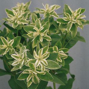 1,000 Euphorbia Seeds Kilimanjaro Cut Flower