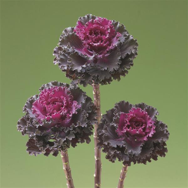 Flowering Kale Seeds Crane Ruffle Red 1,000 Seeds