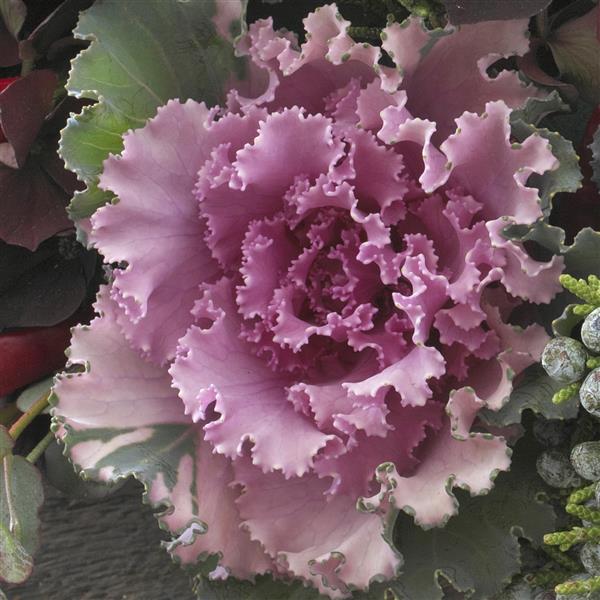 Flowering Kale Seeds Crane Ruffle Rose 1,000 Seeds