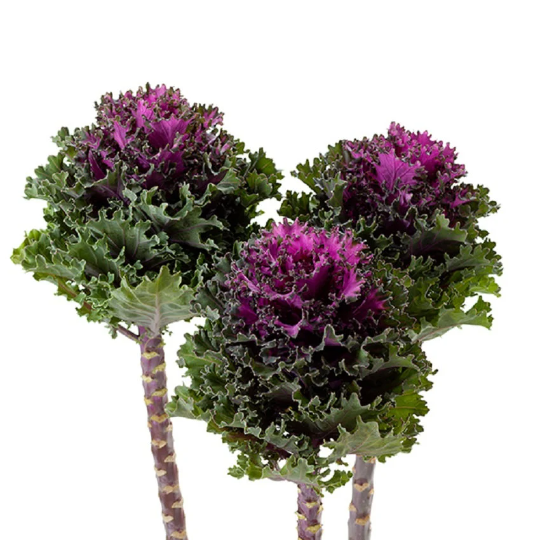 Flowering Kale Seeds Flowering Kale Empire Katya 1,000 Seeds