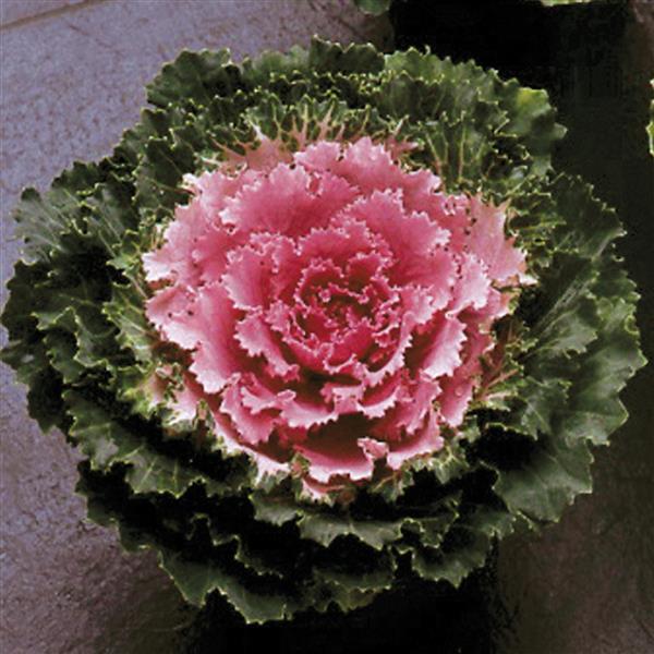 Flowering Kale Seeds Flowering Kale Songbird Pink 1,000 Seeds