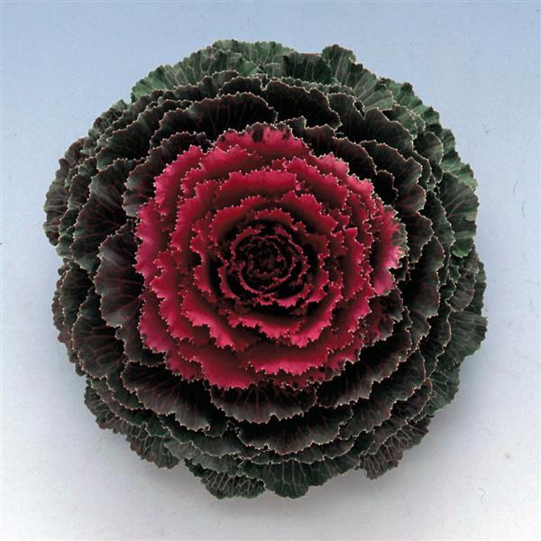 Flowering Kale Seeds Flowering Kale Songbird Red 1,000 Seeds