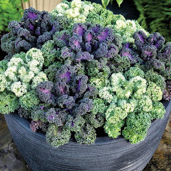 Flowering Kale Seeds Flowering Kale Yokohama Mix 1,000 Seeds