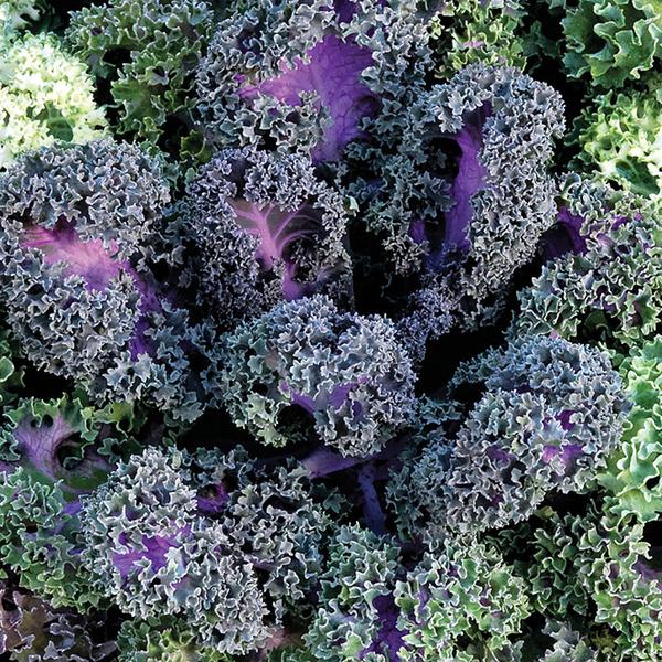 Flowering Kale Seeds Flowering Kale Yokohama Red 1,000 Seeds