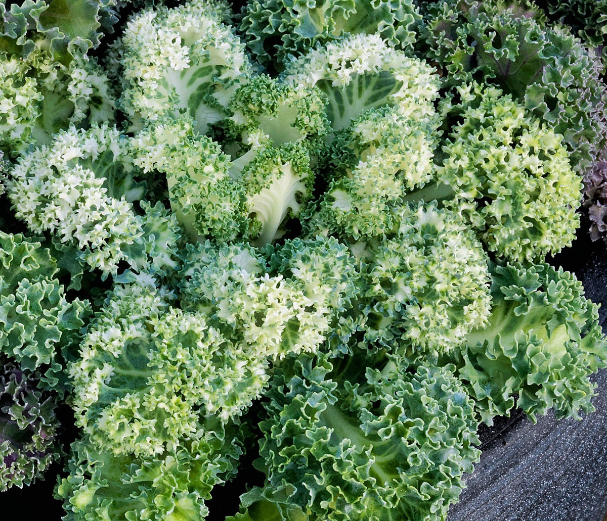 Flowering Kale Seeds Flowering Kale Yokohama White 1,000 Seeds