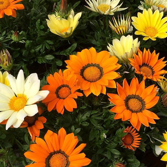 Gazania Seeds Gazania Enorma Mix Flower Seeds