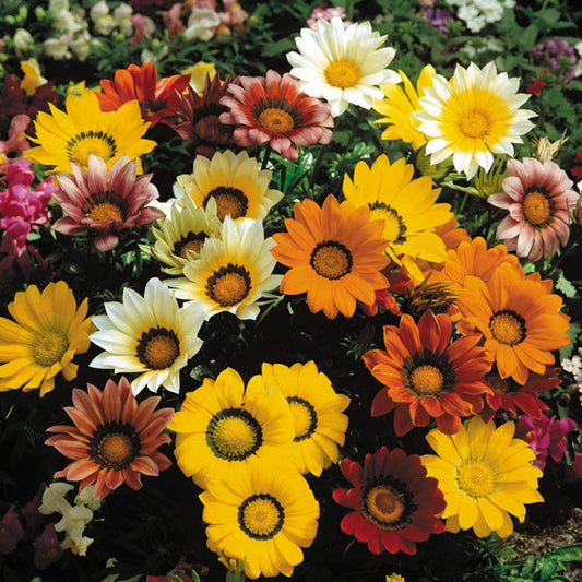 Gazania Seeds Gazania Gazoo Mix Flower Seeds