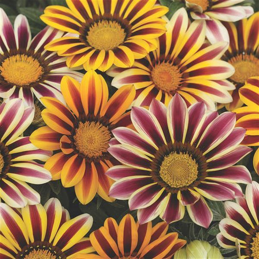 1,000 Gazania Seeds Kiss™ Flame Mix Flower Seeds