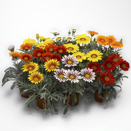 1,000 Gazania Seeds Kiss™ Frosty Mix Flower Seeds