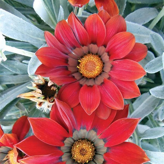 1,000 Gazania Seeds Kiss™ Frosty Red Flower Seeds