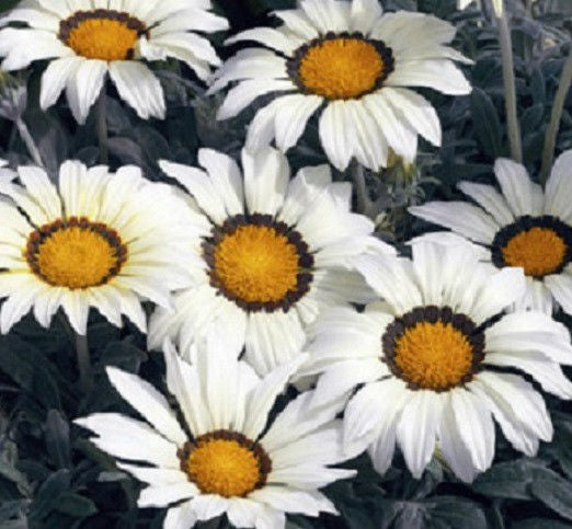 1,000 Gazania Seeds Kiss™ Frosty White Flower Seeds