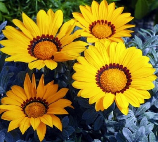 1,000 Gazania Seeds Kiss™ Frosty Yellow Flower Seeds