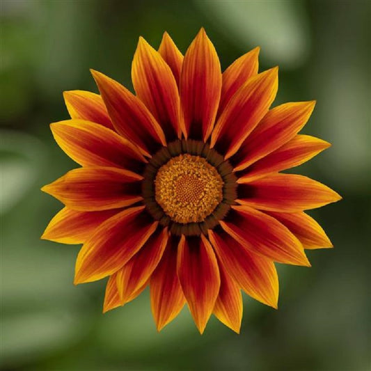 1,000 Gazania Seeds Gazania Kiss ™ Golden Flame